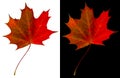 Autumn maple leaf isolated on white and black backgrounds. Red-green maple leaf