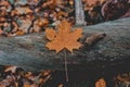 Autumn maple leaf lying on a tree in the forest Royalty Free Stock Photo