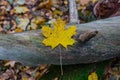 Autumn maple leaf lying on a tree in the forest Royalty Free Stock Photo