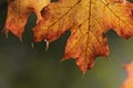Autumn Maple Leaf Macro Royalty Free Stock Photo