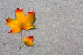 Autumn maple leaf on paved road Royalty Free Stock Photo