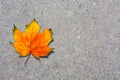 Autumn maple leaf on paved road Royalty Free Stock Photo
