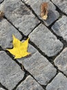 Autumn maple leaf on the pavement.