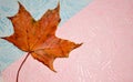 Autumn maple leaf on pink and blue background, space for text Royalty Free Stock Photo