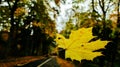 Autumn maple leaf resting on the glass of the car, in the background road in the woods Royalty Free Stock Photo