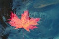 Autumn maple leaf sinking in dark water. Soft focus. Loss, withering, death concept Royalty Free Stock Photo