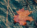 Autumn maple leaf sinking in dark water. Soft focus. Loss, withering, death concept Royalty Free Stock Photo