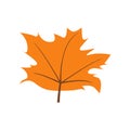 Autumn Maple Leaf