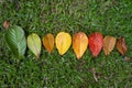 Autumn Maple leaf transition and variation concept for fall and change of season Royalty Free Stock Photo