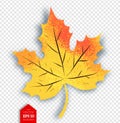 Autumn maple leaf on transparency background Royalty Free Stock Photo