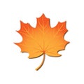 Autumn maple leaf, vector realistic orange leaf isolated in white background for seasonal design, foliage cards, Canada emplem,