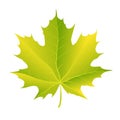 Autumn maple leaf vector on a white background