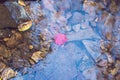 Autumn maple leaf on the water Royalty Free Stock Photo