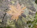 Autumn maple leaf Royalty Free Stock Photo