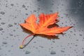 autumn maple leaf on wet surface Royalty Free Stock Photo