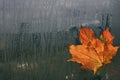 Autumn maple leaf on wet window Royalty Free Stock Photo