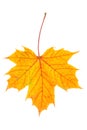 Autumn maple leaf on white