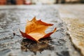 Autumn maple leaf yellow road rain city Royalty Free Stock Photo
