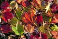 Autumn maple leafs on the ground