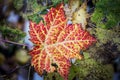 Autumn Maple leafs in a tree Royalty Free Stock Photo