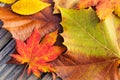 Autumn maple leave Royalty Free Stock Photo