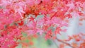 Autumn maple leave in Japan Royalty Free Stock Photo