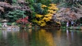 Autumn maple leave in Japan Royalty Free Stock Photo