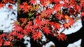 Autumn maple leave in Japan Royalty Free Stock Photo