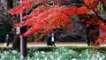 Autumn maple leave in Japan Royalty Free Stock Photo