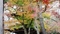 Autumn maple leave in Japan Royalty Free Stock Photo