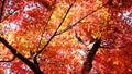 Autumn maple leave in Japan Royalty Free Stock Photo