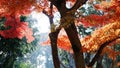 Autumn maple leave in Japan Royalty Free Stock Photo