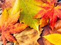 Autumn maple leave Royalty Free Stock Photo