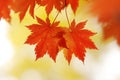 Autumn maple leaves