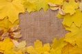 Autumn maple leaves Royalty Free Stock Photo