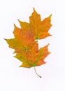 A trio of autumn Maple tree leaves Royalty Free Stock Photo