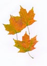 A group of three Maple tree leaves in autumn colors