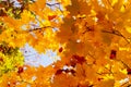 Autumn maple leaves. Yellow-orange maple leaves in the crown of a tree, illuminated by the sun. Autumn maple leaves. Royalty Free Stock Photo