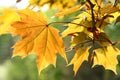 Autumn maple leaves Royalty Free Stock Photo