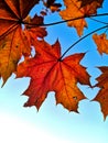 Autumn maple leaves against blue sky. Red maple leaves, autumnal frame, golden autumn