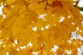 Autumn maple leaves as background Group autumn colour leaves. Outdoor