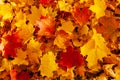 Autumn maple leaves