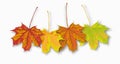 4 Autumn Maple Leaves Royalty Free Stock Photo