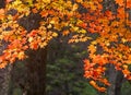 Autumn, maple leaves, autumnal foliage