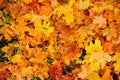 Autumn maple leaves