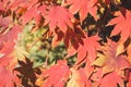 Autumn red maple leaves Royalty Free Stock Photo