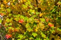 Autumn maple leaves background. Yellow and red foliage texture Royalty Free Stock Photo