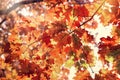 Autumn maple leaves, beautiful nature in autumn, the sun`s rays pass through oak multicolored leaves Royalty Free Stock Photo