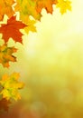 Autumn maple leaves bright nature bokeh background