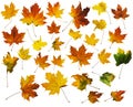 Autumn Maple Leaves with Clipping Paths